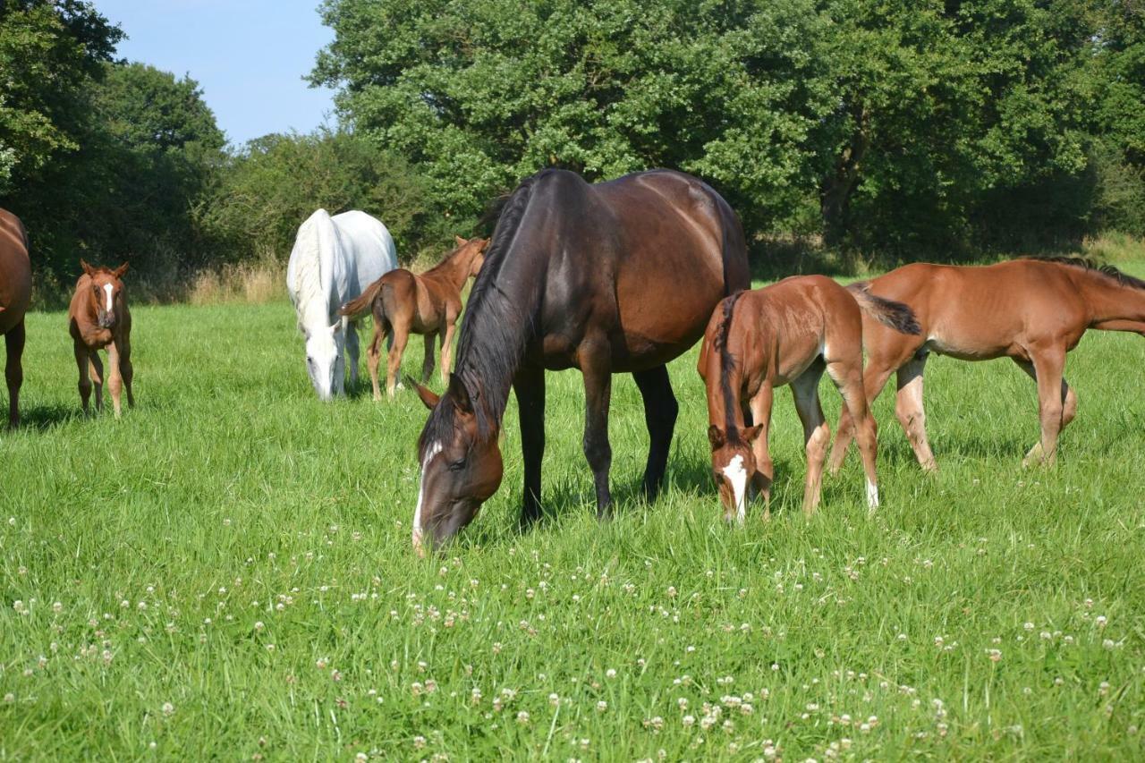 Gite Au Haras Les Aubiers Εξωτερικό φωτογραφία