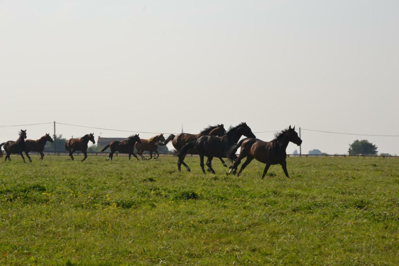 Gite Au Haras Les Aubiers Εξωτερικό φωτογραφία